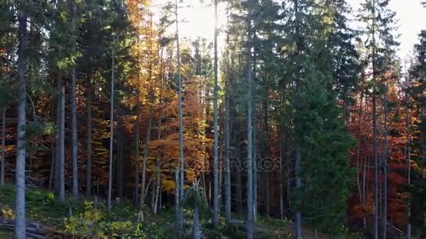 Luftaufnahme Des Waldes Mit Bäumen Die Mit Gelbem Laub Bedeckt — Stockvideo