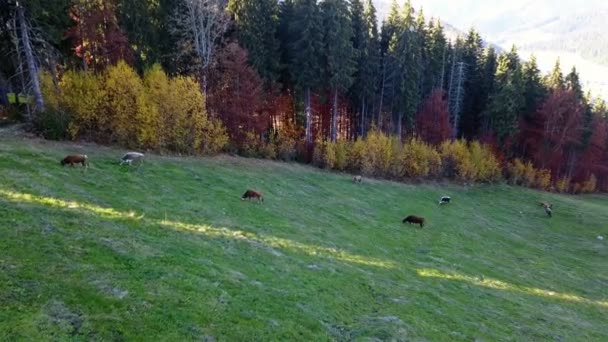 Vacas Pastam Campo Nas Montanhas — Vídeo de Stock