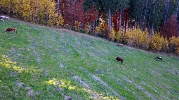 牛在山上的田野上吃草 — 图库视频影像