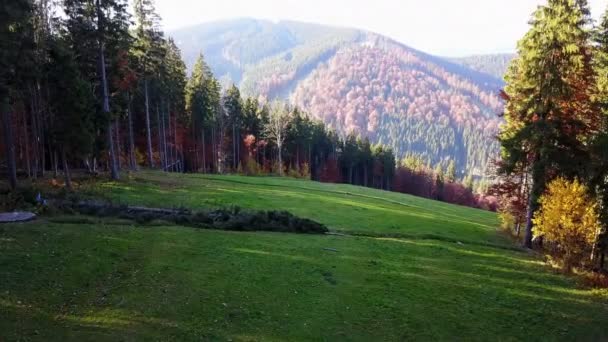 Grüne Wiese Wald Den Bergen — Stockvideo