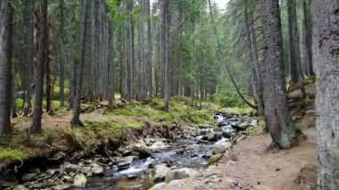 Bir dağ dere akar taş bir eğim aşağı bir görünümü