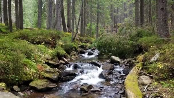 Uma Vista Riacho Montanha Que Desce Uma Encosta Pedras — Vídeo de Stock