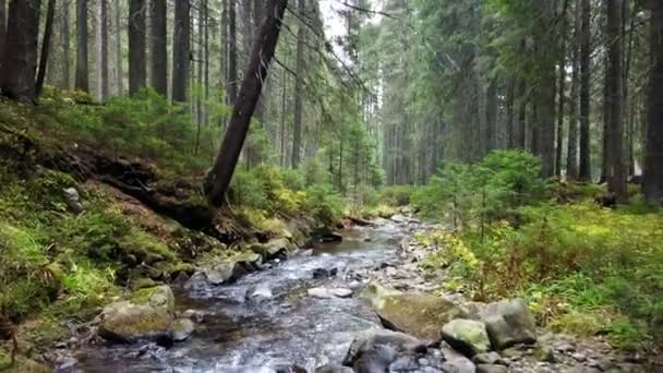 Uma Vista Riacho Montanha Que Desce Uma Encosta Pedras — Vídeo de Stock