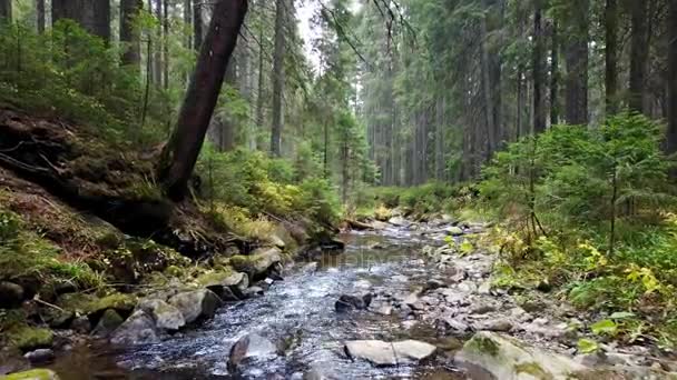 Uma Vista Riacho Montanha Que Desce Uma Encosta Pedras — Vídeo de Stock