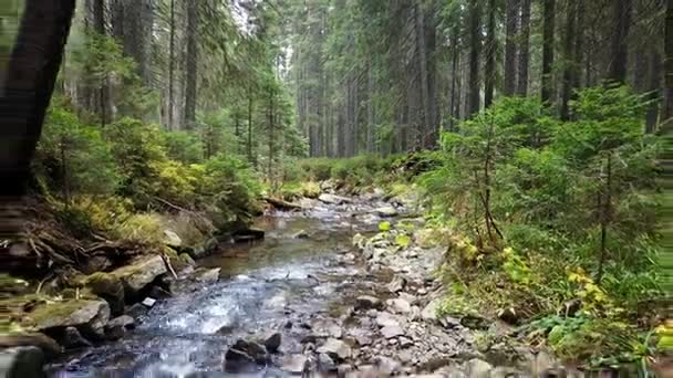 Uma Vista Riacho Montanha Que Desce Uma Encosta Pedras — Vídeo de Stock