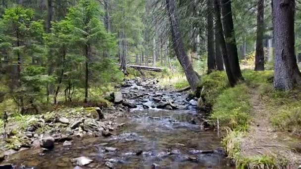 Uma Vista Riacho Montanha Que Desce Uma Encosta Pedras — Vídeo de Stock