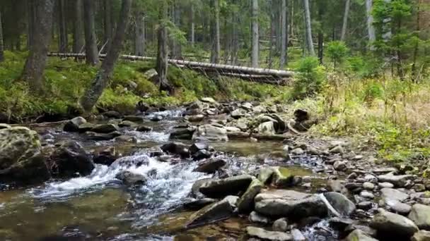 Μια Άποψη Της Ένα Ρυάκι Βουνού Ότι Ρέει Προς Κάτω — Αρχείο Βίντεο