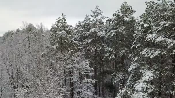 Vista Aérea Las Ramas Pino Cubiertas Nieve — Vídeos de Stock