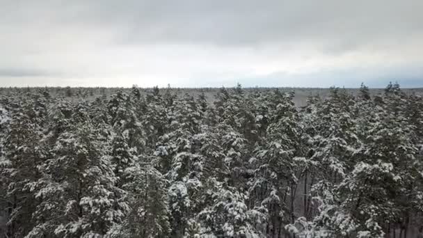 Εναέρια Άποψη Από Κλαδιά Καλυμμένα Χιόνι Πεύκα — Αρχείο Βίντεο