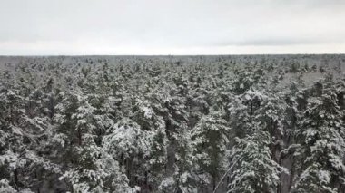 Karla kaplı çam dallarının havadan görünümü