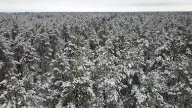 Karla kaplı çam dallarının havadan görünümü