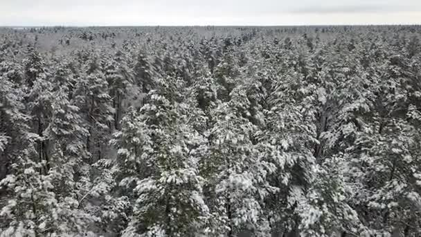 雪盖松树枝鸟瞰图 — 图库视频影像