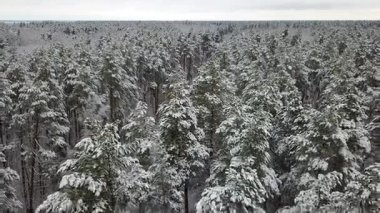 Karla kaplı çam dallarının havadan görünümü