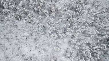 Görünüm karla kaplı Pines ormandaki Üstten Görünüm