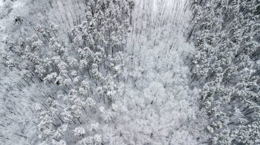 Görünüm karla kaplı Pines ormandaki Üstten Görünüm