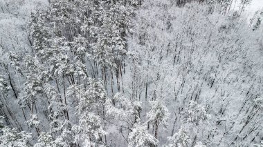 Görünüm karla kaplı Pines ormandaki Üstten Görünüm