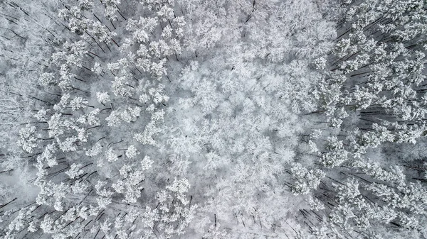 Vista de los pinos cubiertos de nieve en el bosque, vista superior — Foto de Stock