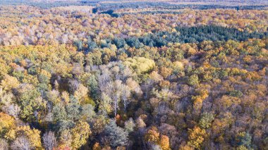 Sarı foliag ile hava görünümünü ormanın ağaçları ile kaplı