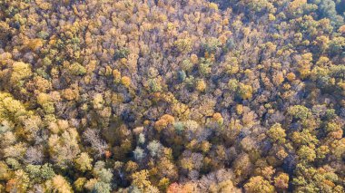 Sarı yapraklar, üstten görünüm havadan görünümü ormanın ağaçları ile kaplı