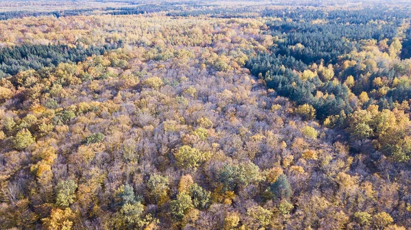 Luftaufnahme des Waldes mit Bäumen, die mit gelbem Laub bedeckt sind — Stockfoto