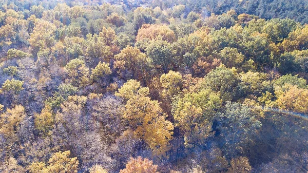 Luftaufnahme des Waldes mit Bäumen, die mit gelbem Laub bedeckt sind — Stockfoto