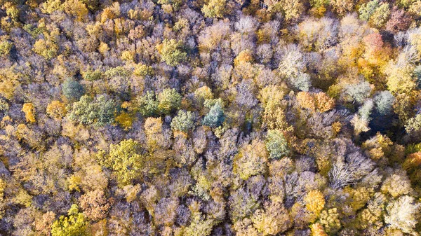 Luftaufnahme des Waldes mit Bäumen mit gelbem Laub, Draufsicht — Stockfoto