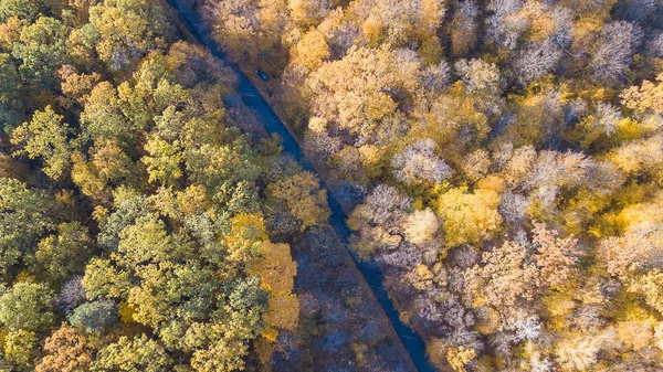 Blick auf die Straße am Wald mit Bäumen bedeckt gelbes Laub — Stockfoto