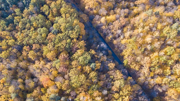 Blick auf die Straße am Wald mit Bäumen bedeckt gelbes Laub — Stockfoto