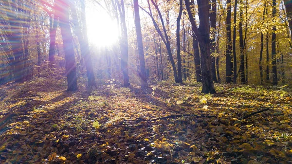 木と森で泥の道のクローズ アップ ビュー カバー黄色葉 — ストック写真