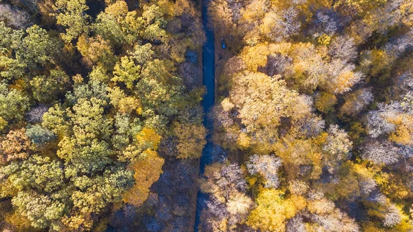 Zicht op de weg in het bos met bomen bedekt geel loof — Stockfoto