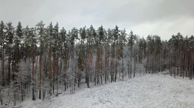 Karla kaplı çam dallarının havadan görünümü