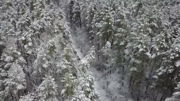 雪盖松树枝鸟瞰图 — 图库视频影像