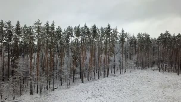 雪に覆われた松の枝の航空写真 — ストック動画