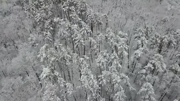 Aerial View Snow Covered Pine Branches — Stock Video