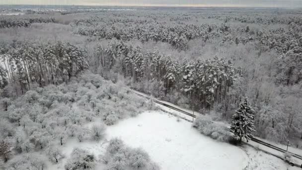 雪に覆われた松の枝を持つ木道路の空撮 — ストック動画