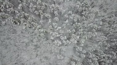 Karla kaplı çam dallarının, üstten görünüm havadan görünümü