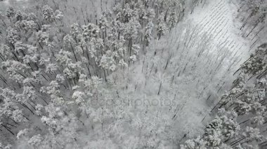 Karla kaplı çam dallarının, üstten görünüm havadan görünümü