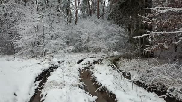 Pohled Ditry Silnici Zimním Lese — Stock video