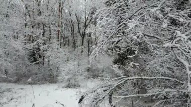 Ditry road kış ormandaki görünümünü