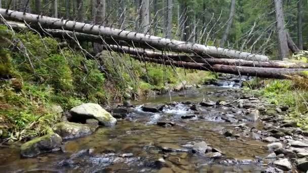 Blick Auf Einen Gebirgsbach Der Einen Abhang Aus Steinen Mit — Stockvideo