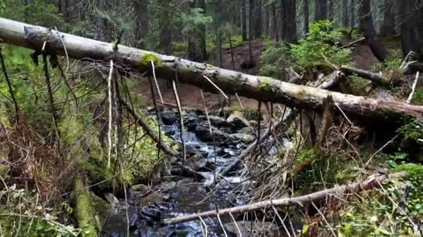 Vue d'un ruisseau de montagne qui descend une pente de pierres avec des bûches de bois 