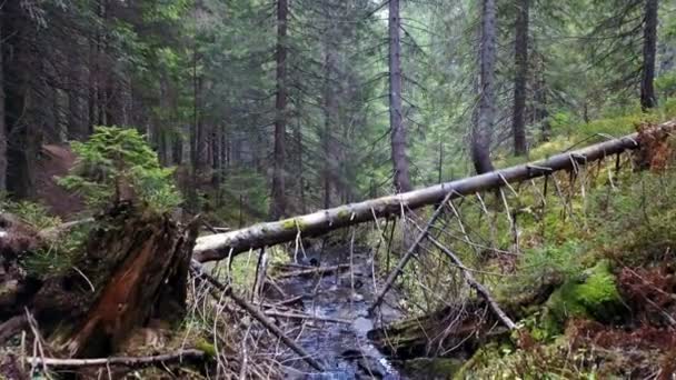 Una Vista Arroyo Montaña Que Fluye Por Una Pendiente Piedras — Vídeos de Stock