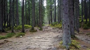 Kökleri ile orman dağ iz