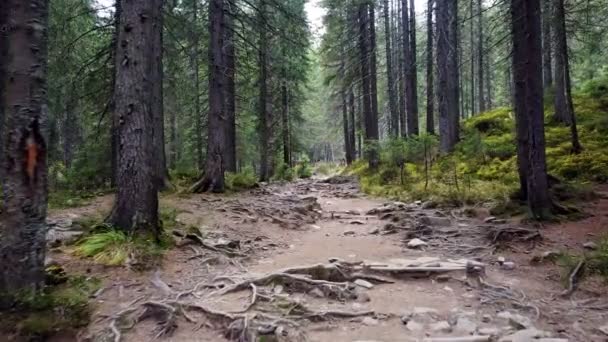 Forest Mountain Trail Med Rötter — Stockvideo