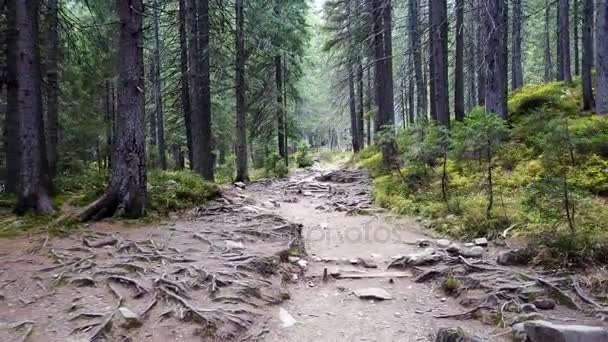 Forest Mountain Trail Roots — Stock Video