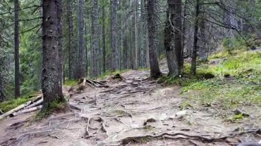 Kökleri ile orman dağ iz