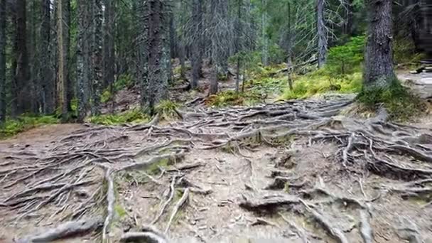 Forest Mountain Trail Roots — Stock Video