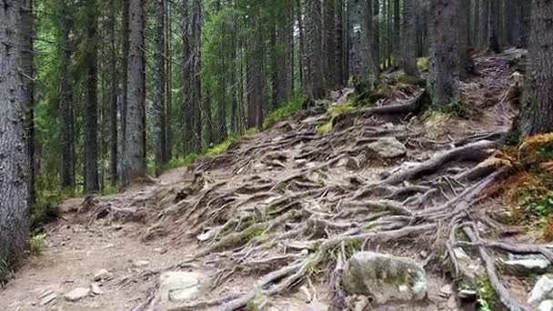 Bosque Montaña Sendero Con Raíces — Vídeos de Stock