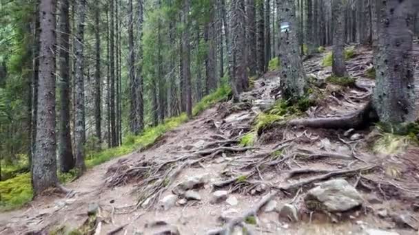 Trilha Montanha Florestal Com Raízes — Vídeo de Stock