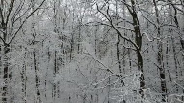 Karla kaplı ağaçlar şube havadan görünümü